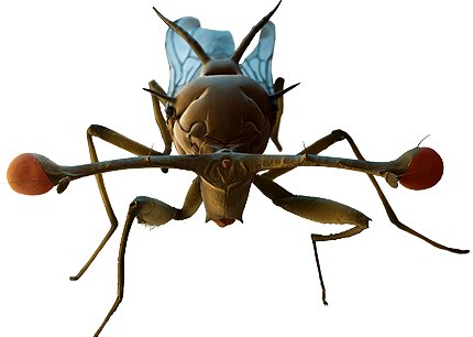 Hammerhead bug