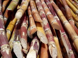 250px-cut_sugarcane.jpg